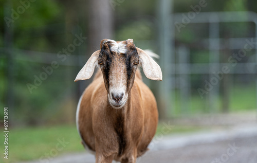 Goat on the farm