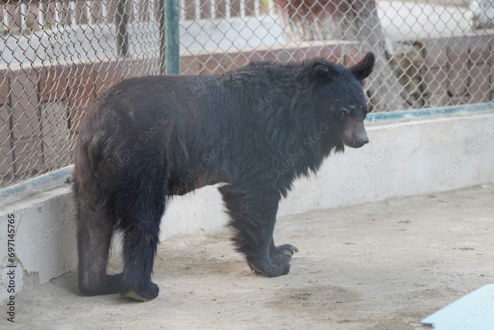 Balochistan black bear (Ursus thibetanus gedrosianus) is a subspecies