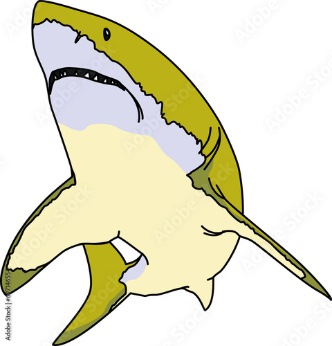 鮫（shark）(PNG)