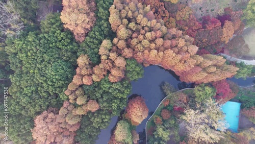 Drone view of beautiful autumn landscape of Gongqing forest park in Shanghai. Red metasequoia and maple trees in middle of evergreen trees, 4k real time footage, high angle view. photo