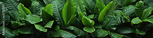 A close up of a bunch of green tropical exotic leaves.