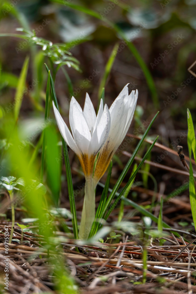 White flowers of Crocus aleppicus Barker close-up White flowers of Crocus aleppicus Barker close-up