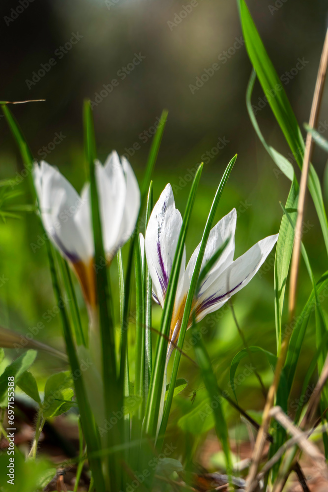 White flowers of Crocus aleppicus Barker close-up White flowers of Crocus aleppicus Barker close-up