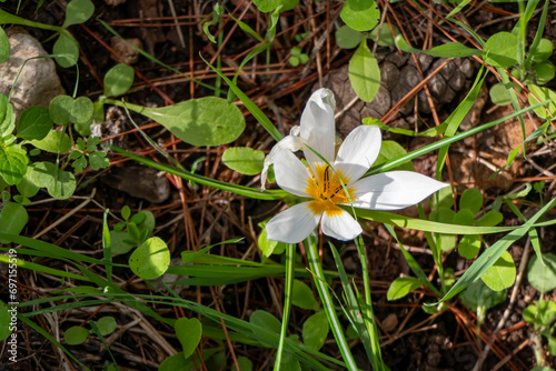 White flowers of Crocus aleppicus Barker close-up photo