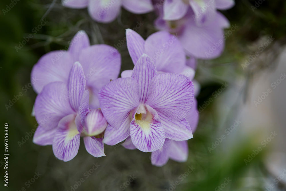 Close-up of purple orchid blooming on tree Close-up of purple orchid blooming on tree