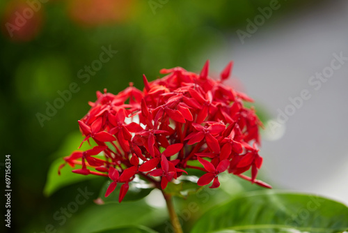 Close-up of red needle flower blooming in garden