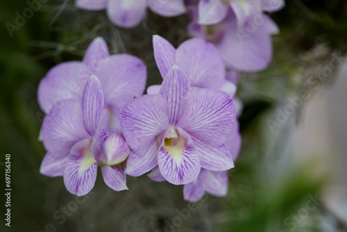 Close-up of purple orchid blooming on tree