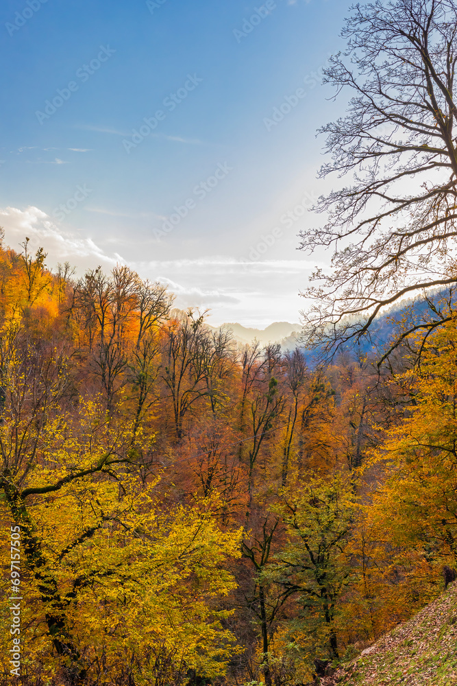 Autumn forest in the mountains during the day