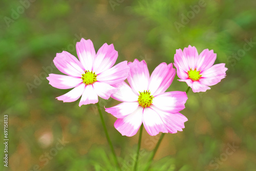Cosmos bipinnatus flower field  flowers in full bloom with beautiful colors. Soft and selective focus.