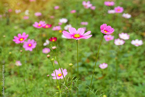 Cosmos bipinnatus flower field  flowers in full bloom with beautiful colors. Soft and selective focus.