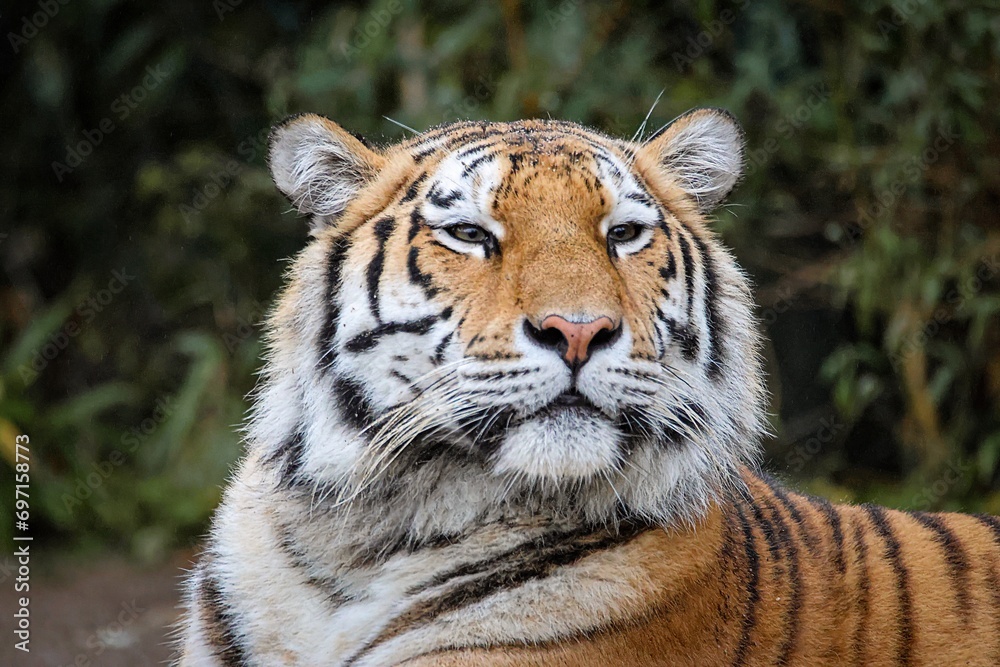 tiger in the zoo tiger in the zoo