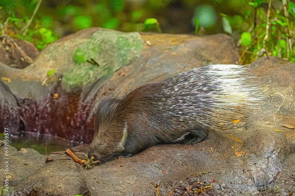 hedgehog on the ground hedgehog on the ground
