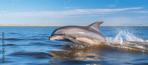 Dolphin swimming near Peninsula Valdes, Argentina.