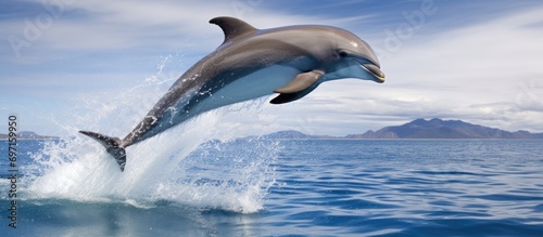 Dolphin leaping from the ocean photo