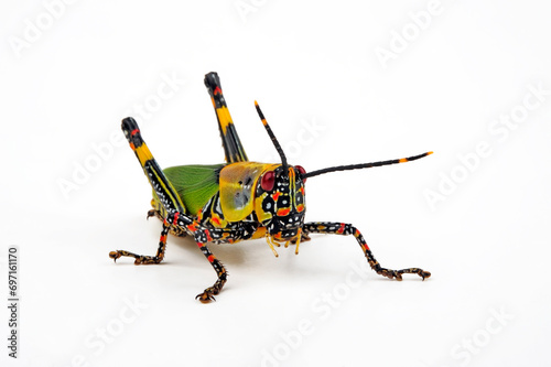 Painted Grasshopper, Variegated Grasshopper // Harlekinschrecke (Zonocerus variegatus)