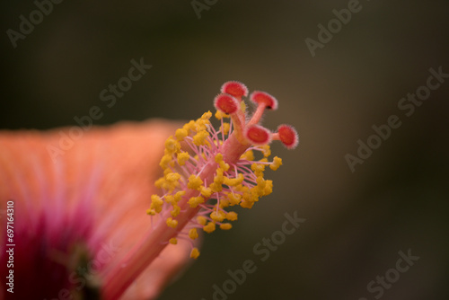 Stigma of a pink hibiscus up close