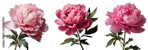 Peony