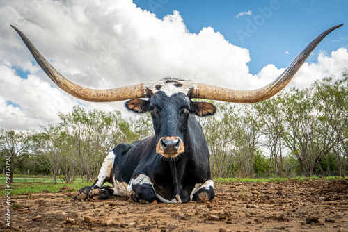 Longhorn auf dem Boden liegend