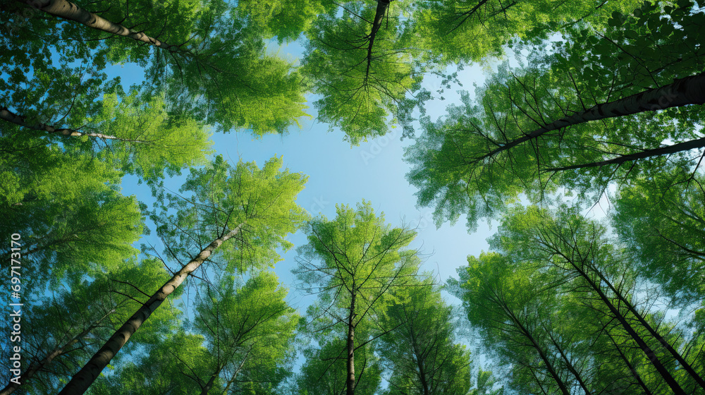 Fototapeta premium Clear blue sky and green trees seen from below
