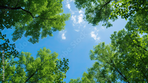 Clear blue sky and green trees seen from below photo