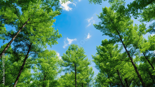 Clear blue sky and green trees seen from below photo