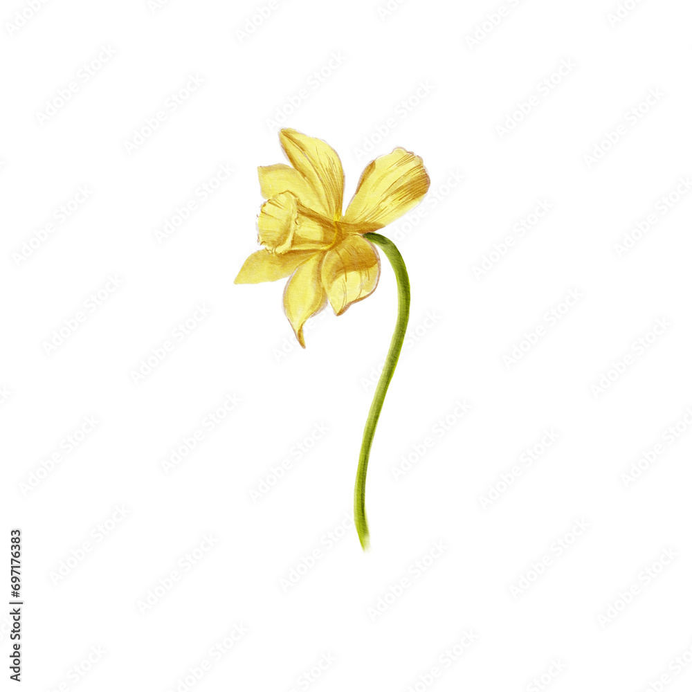 Watercolor hand drawn yellow narcissus. Spring flower. Botanical illustration of daffodils for typography, prints, textile and your design.