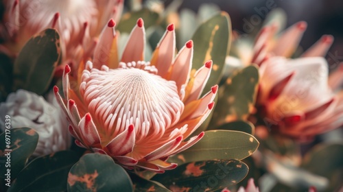 Protea flower close up natural floral background, sharp details photo