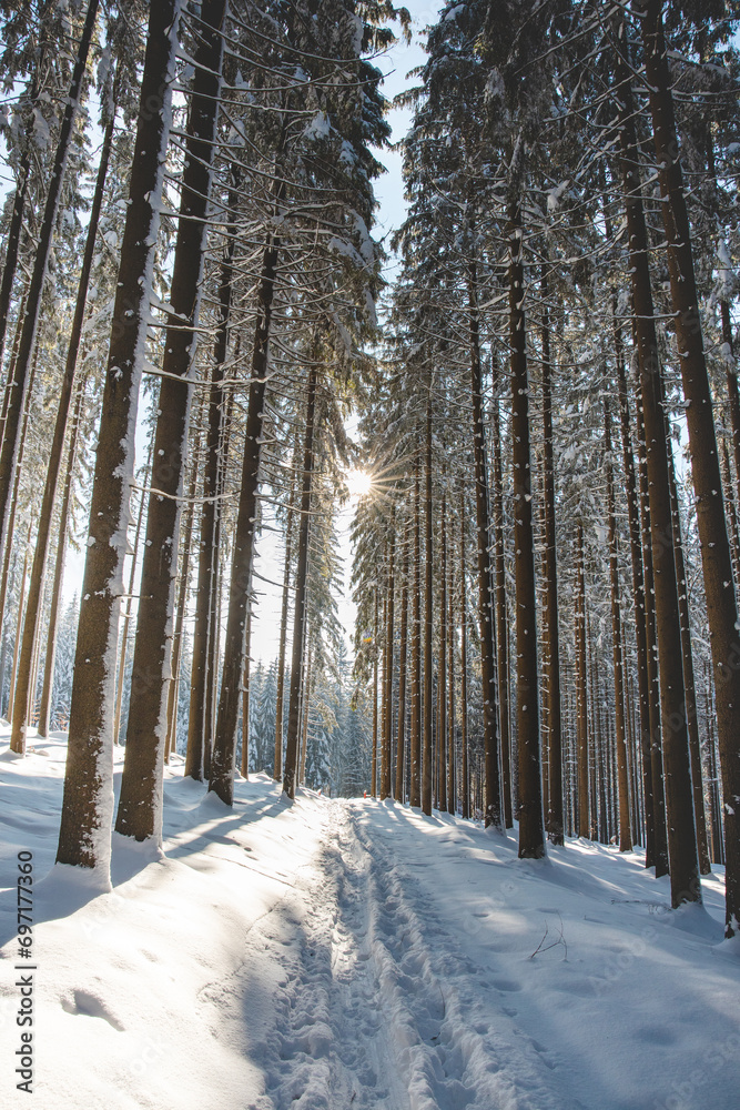Catching a star of sun in a spruce forest covered with white glittering snow in Beskydy mountains, Czech republic. Winter morning fairy tale