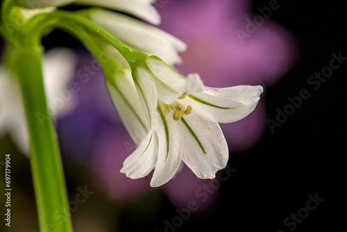 Close up of a flower of Allium triquetrum photo