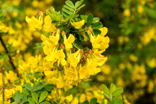Yellow flowers of Hippocrepis emerus  photo