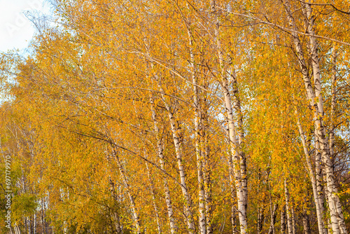 Autumn trees. Background with selective focus and copy space