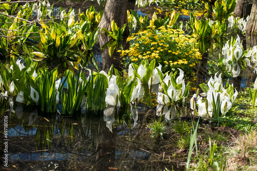 Lysichiton camtschatcensis photo