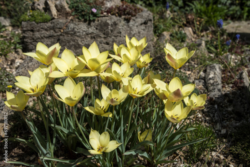 Tulipa 'Honky Tonk'