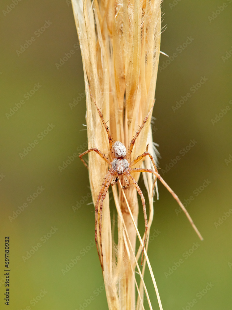 Crab Runner Spiders on a plant stem. Genus Philodromus Crab Runner Spiders on a plant stem. Genus Philodromus