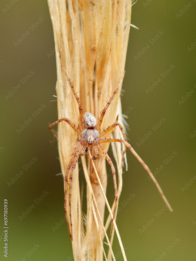 Crab Runner Spiders on a plant stem. Genus Philodromus Crab Runner Spiders on a plant stem. Genus Philodromus