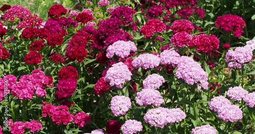 Dianthus barbatus - Sweet William, ornamental plant with its clusters of flowers in umbels in varied pink and red petals at top of stems bearing blue-green tapered leaves
 photo
