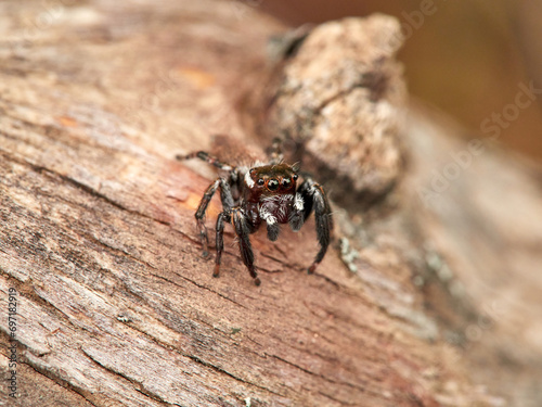 Small jumping spider on a log. Evarcha jucunda