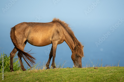 Japanese wild horses on Yonaguni Island