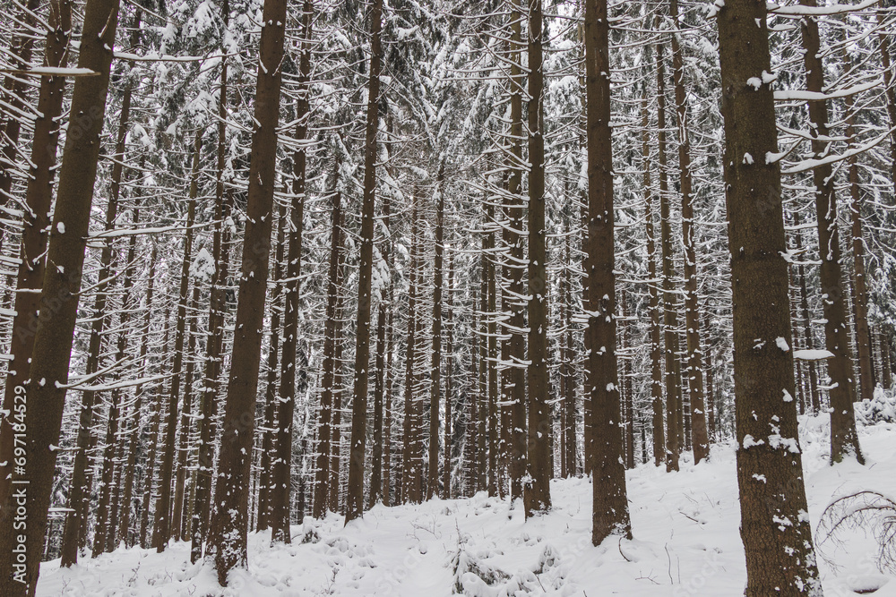 Winter nature in Beskydy mountains in the east of the Czech Republic. Spruce forest under a cover of white snow in the morning. Winter fairy tale. January Winter nature in Beskydy mountains in the east of the Czech Republic. Spruce forest under a cover of white snow in the morning. Winter fairy tale. January