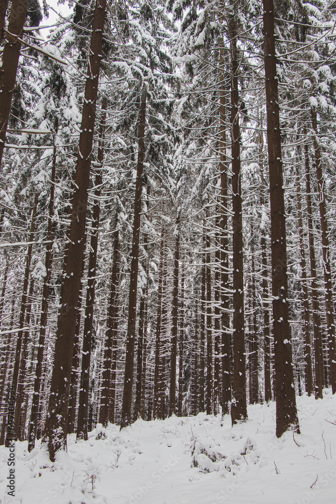 Winter nature in Beskydy mountains in the east of the Czech Republic. Spruce forest under a cover of white snow in the morning. Winter fairy tale. January