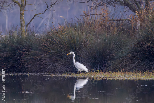 white heron fishing on a marsh in the Camargue early in the morning photo