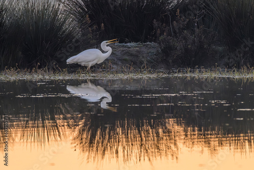 white heron fishing on a marsh in the Camargue early in the morning