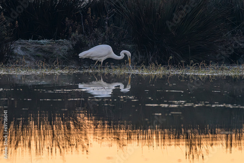 white heron fishing on a marsh in the Camargue early in the morning photo