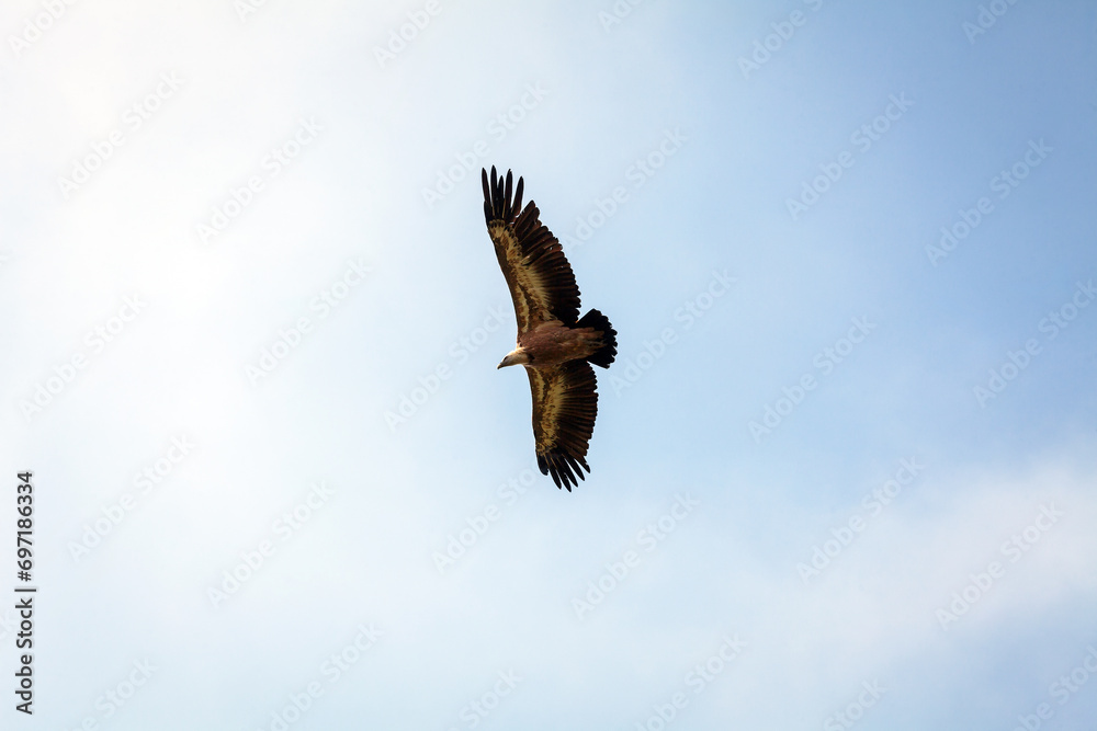 Eurasian Griffon Vulture in Fly Over Blue Sky of Julian Alps Europe - Gyps Fulvus Eurasian Griffon Vulture in Fly Over Blue Sky of Julian Alps Europe - Gyps Fulvus