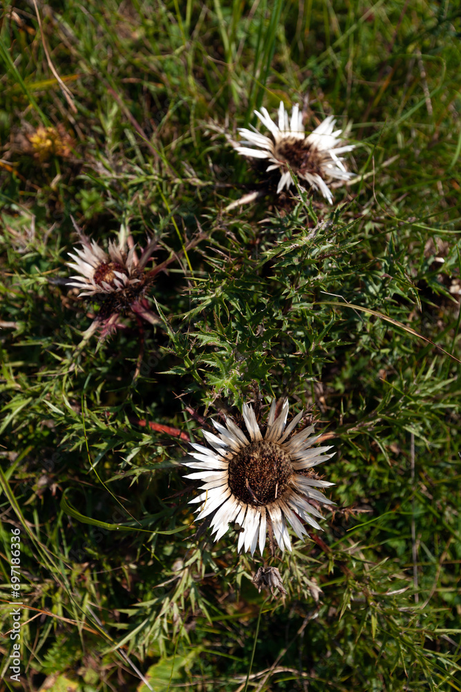 Carlina Acaulis - Stemless Carline Thistle - Dwarf Carline Thistle - Silver Thistle Flower in Julijan Alps Slovenia Carlina Acaulis - Stemless Carline Thistle - Dwarf Carline Thistle - Silver Thistle Flower in Julijan Alps Slovenia
