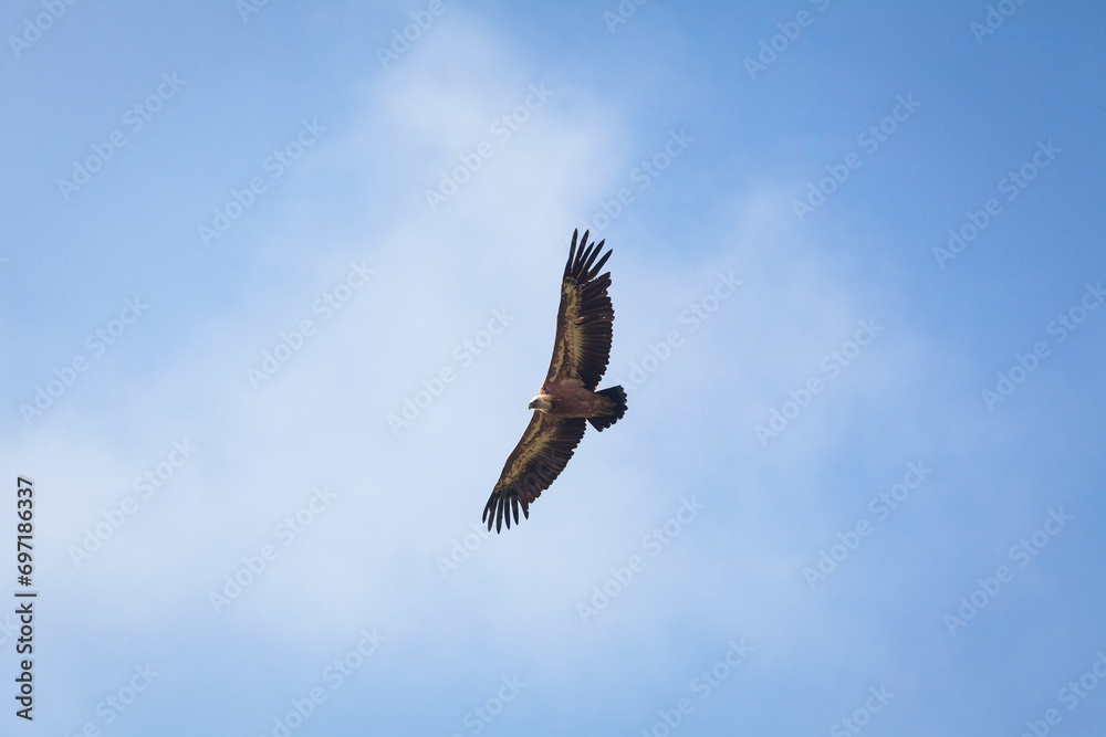 Eurasian Griffon Vulture in Fly Over Blue Sky of Julian Alps Europe - Gyps Fulvus Eurasian Griffon Vulture in Fly Over Blue Sky of Julian Alps Europe - Gyps Fulvus