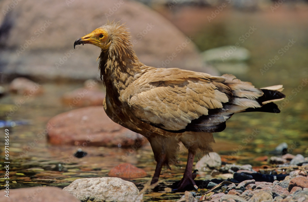 Fototapeta premium Egyptian vulture