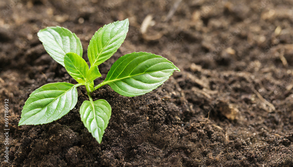 Plant growing in fertile soil, sunset light Plant growing in fertile soil, sunset light