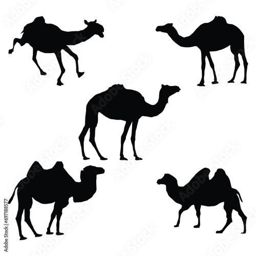 Black and white camel Silhouettes. Vector