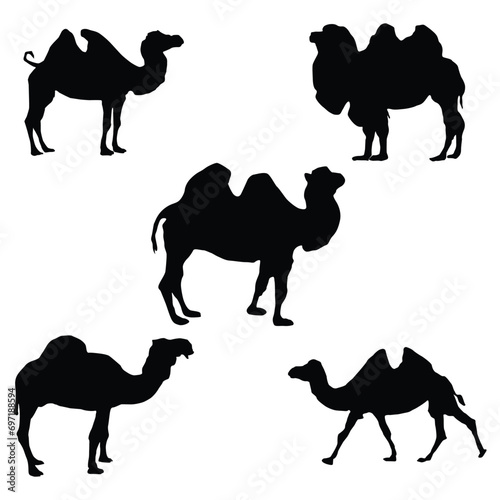 Black and white camel Silhouettes. Vector